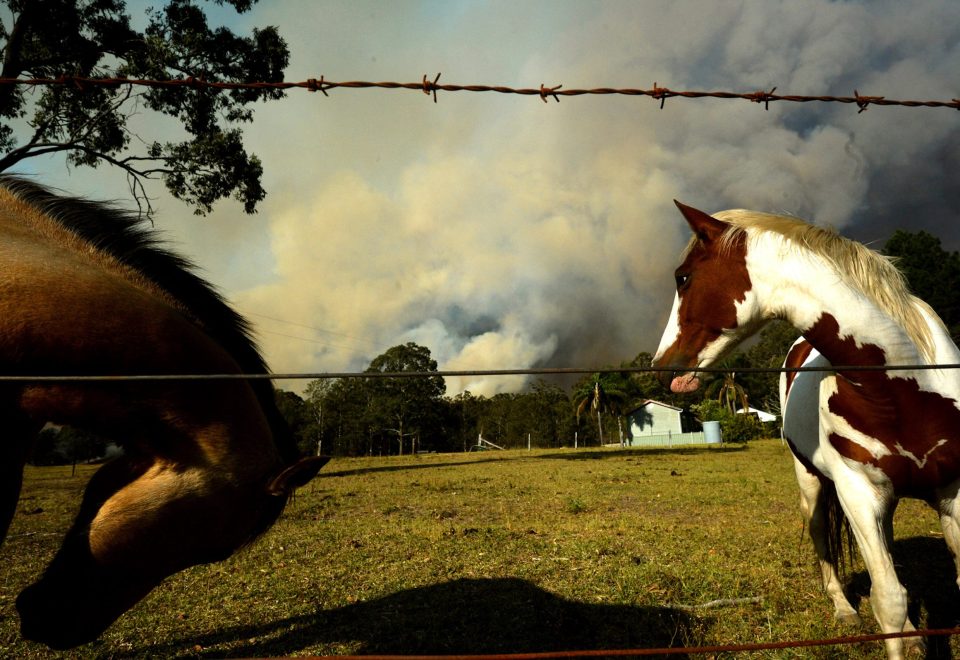 Black Summer bushfires016