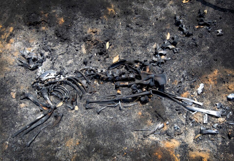 Year in Review 01-2020-Kangaroo Island3